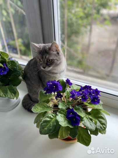 Велосипед подростковый