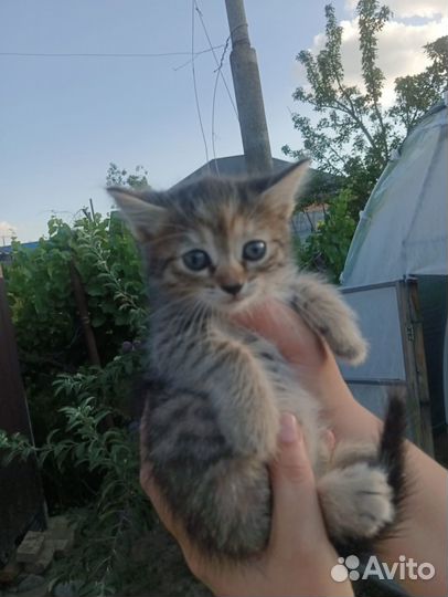 Котята отдам даром
