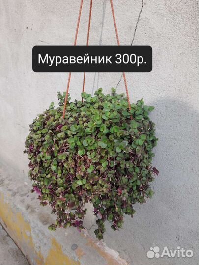 Традесканции разные