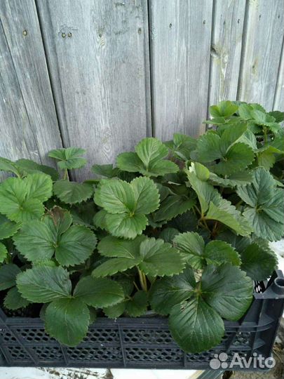 Рассада клубники