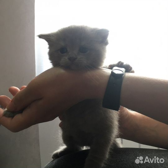 Шотландские котята вислоухие