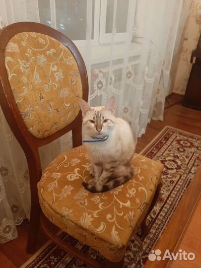 Кошка бегал вязка