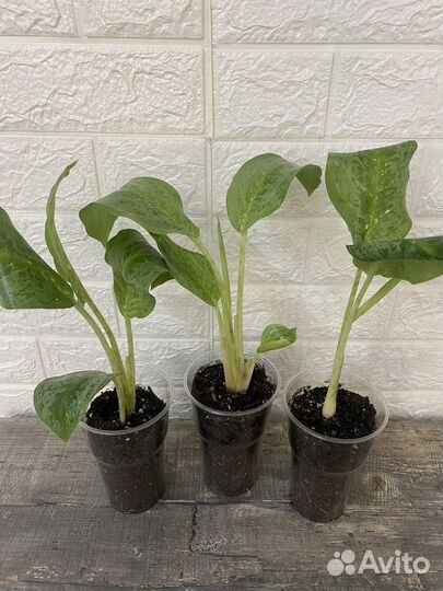 Аглаонема Лимон Минт