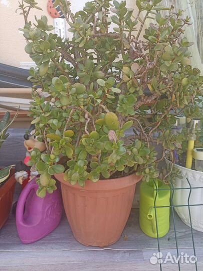 Толстянка денежное деревоКаланхоэто