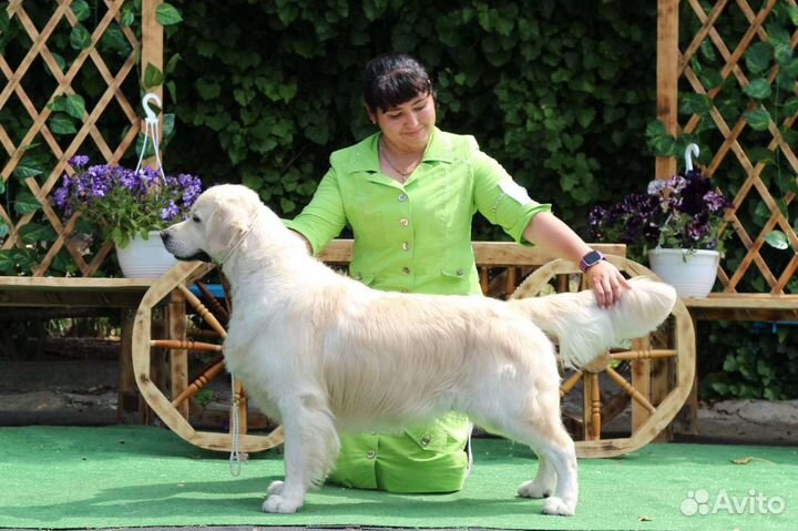 Предлагается кобель для вязок