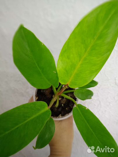 Филодендрон Серратум гибрид сплеш вар