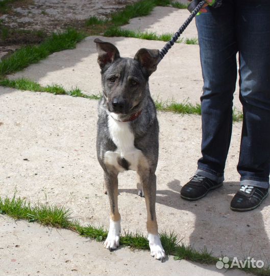 Собака в добрые руки