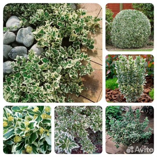 Декоративные кустарники на посадку