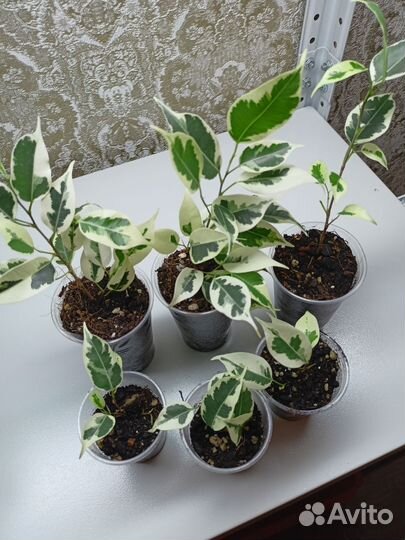 Сортовые фикусы