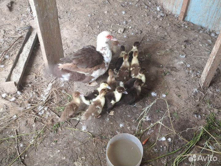 Мускусные утки индоутки индоутята