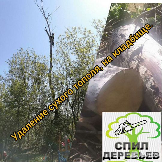 Спил деревьев