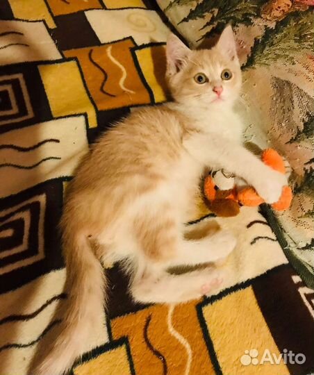 Кошка в дар