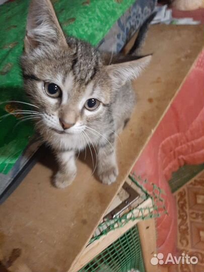 Котенок мальчик в поиске дома. Доставим