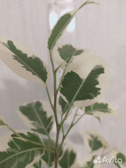 Фикус бенджамина твилайт