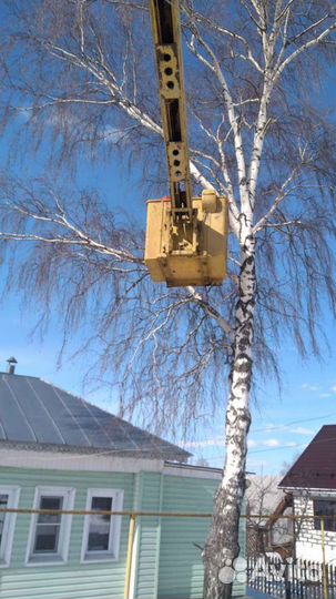 Спил деревьев