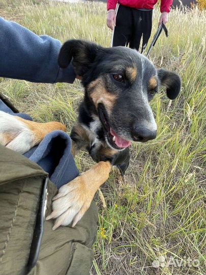 Собака в свой дом