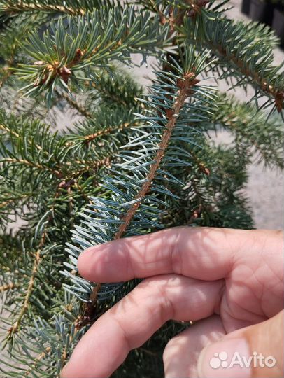 Ель сербская 