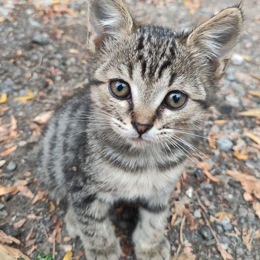 Котенок мальчик в добрые ручки