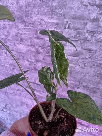 Сингониум моттлед мохито