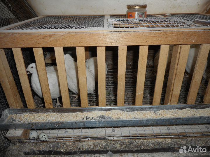 Перепела несушки клетку в подарок