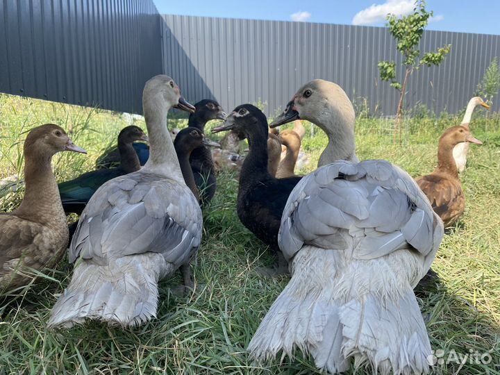 Мускусные утки. Индоутки Лаванда.Тяжелая линия