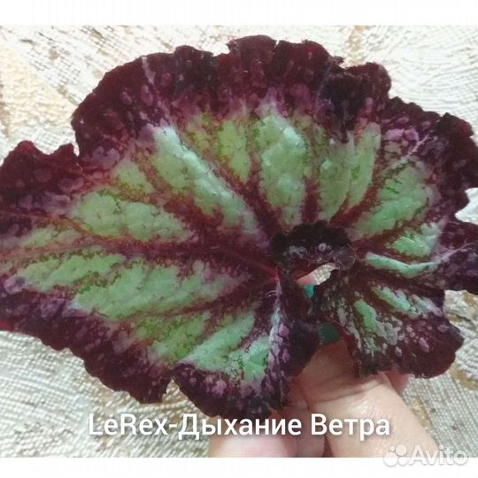 Бегонии LeRex