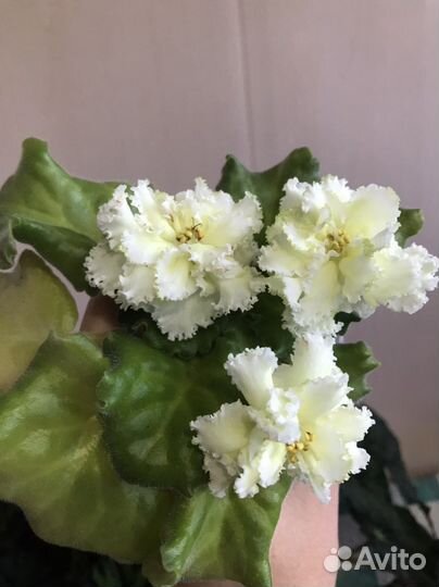 Фиалка «бриллиант тиффани»