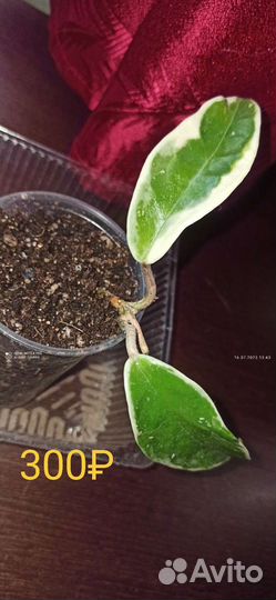 Хойя Карноза