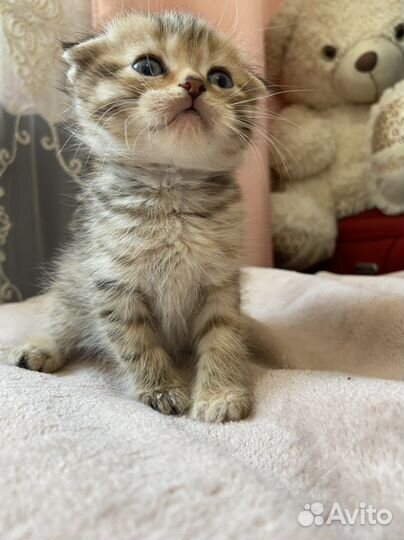 Шотландские котята