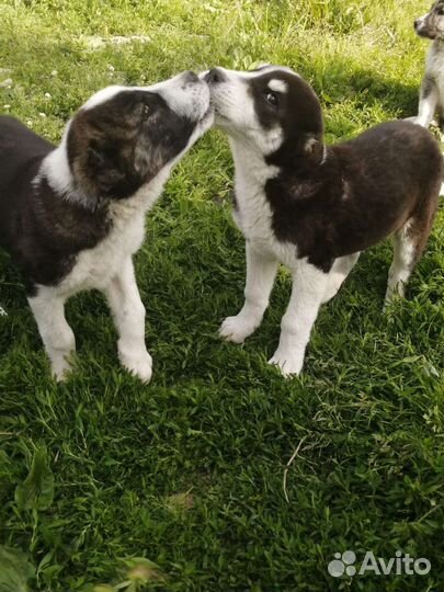 Среднеазиатская овчарка