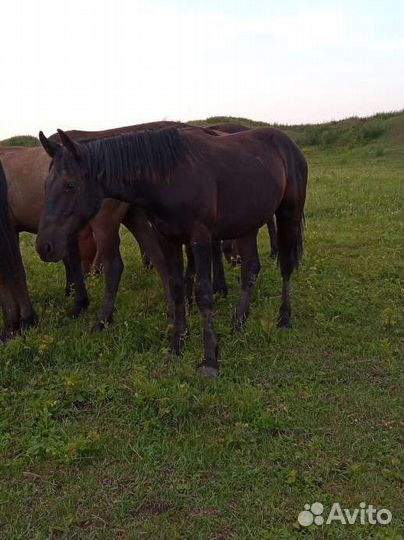 Лошади жеребец