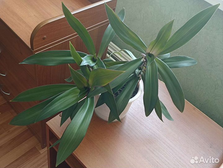 Традесканция Рео