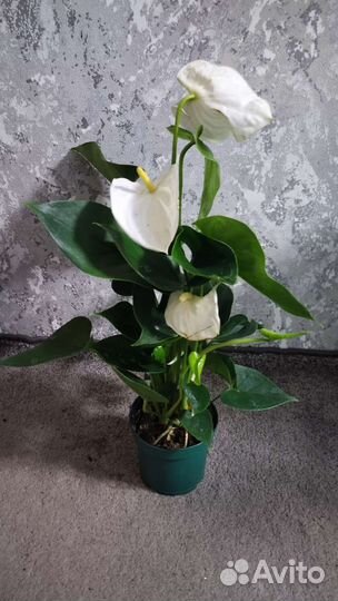 Антуриум новинки