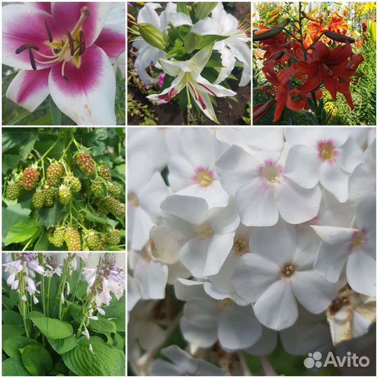 Продам цветы садовые,кустарники