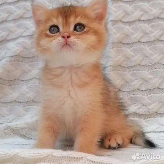 Настоящие шотландские котята