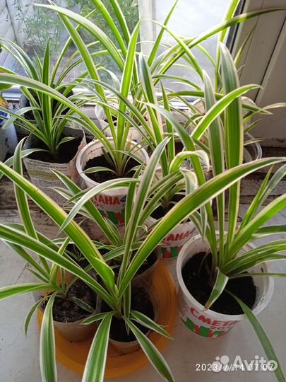 Хлорофитум хохлатый