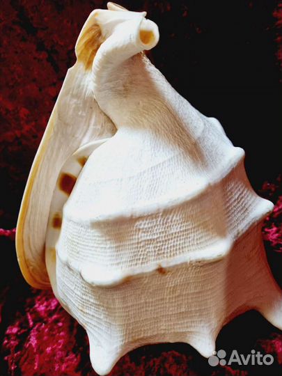 Огромная ракушка, Королевский стромбус