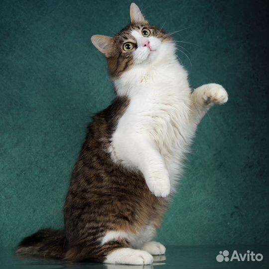 Молодой пушистый котик в дар