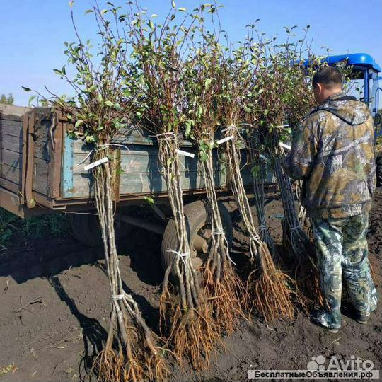 Саженцы Виноград жимолость, Смородина,Персики