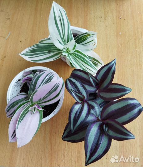 Набор традесканций