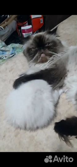 Персидские котята экзоты