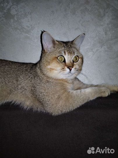 Британский кот на вязку