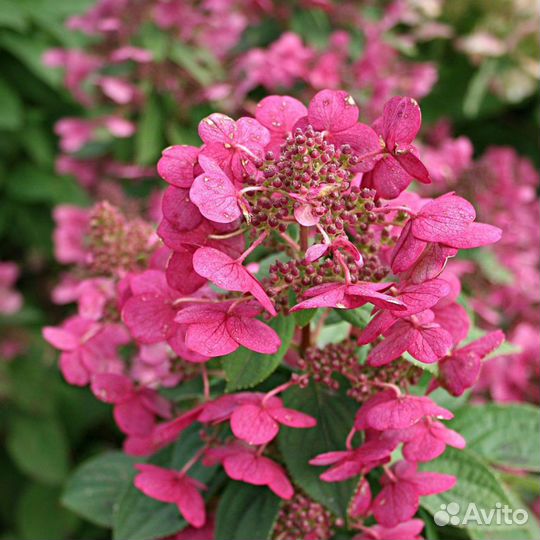 Гортензия Magical Fire