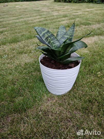 Цветы для офиса