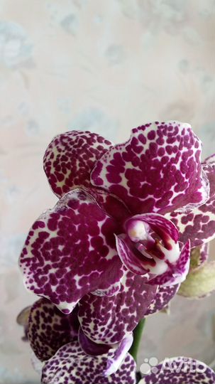 Орхидея фаленопсис 