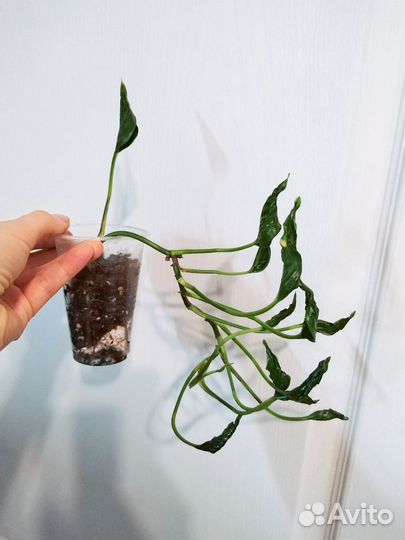 Сциндапсус, эпипремнум