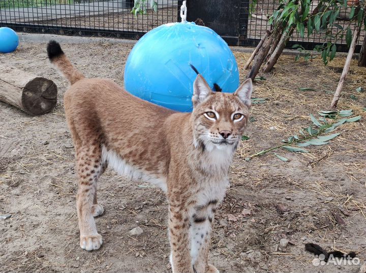 Рабочий по уходу за хищными животными