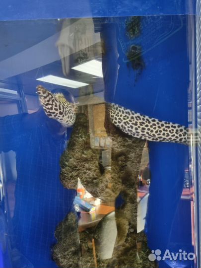Мурена леопардовая 60 см. Морской аквариум 250 л