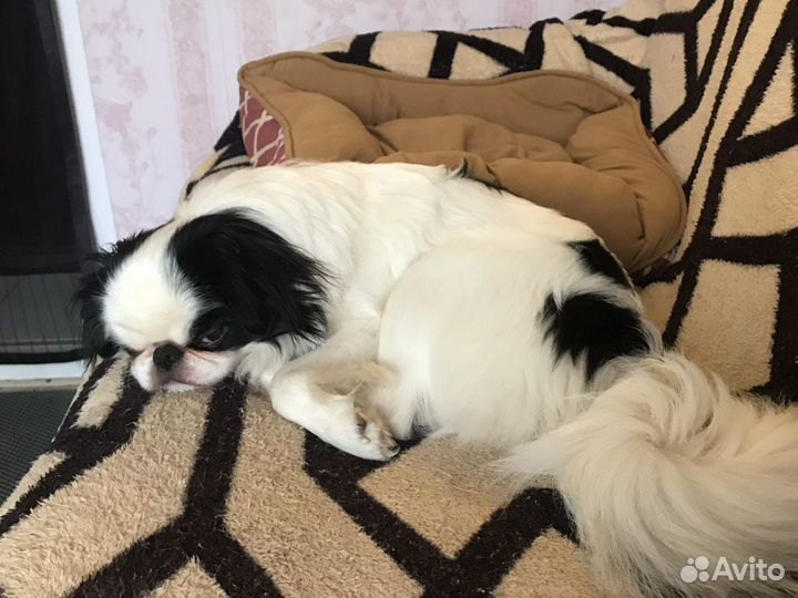 Вязка японский хин