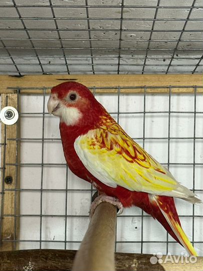 Попугаи разных видов